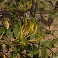 Dendrophthoe falcata (L.f.) Ettingsh.